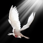 Biblical Perspective - Renewal and Revival